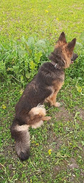 German shaphered dog/Femae german shaphered 4