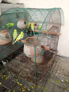 love birds with cage