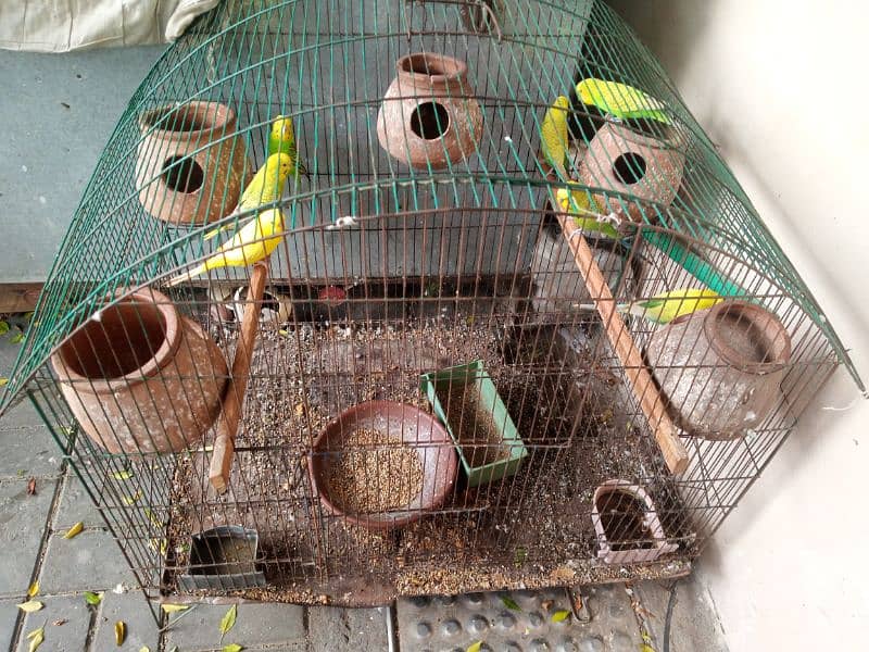 love birds with cage 1