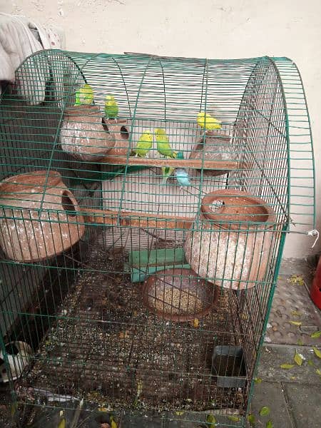 love birds with cage 2