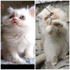 Cfa Peki bloodline punch/peki facemale/female tripple coated kittens