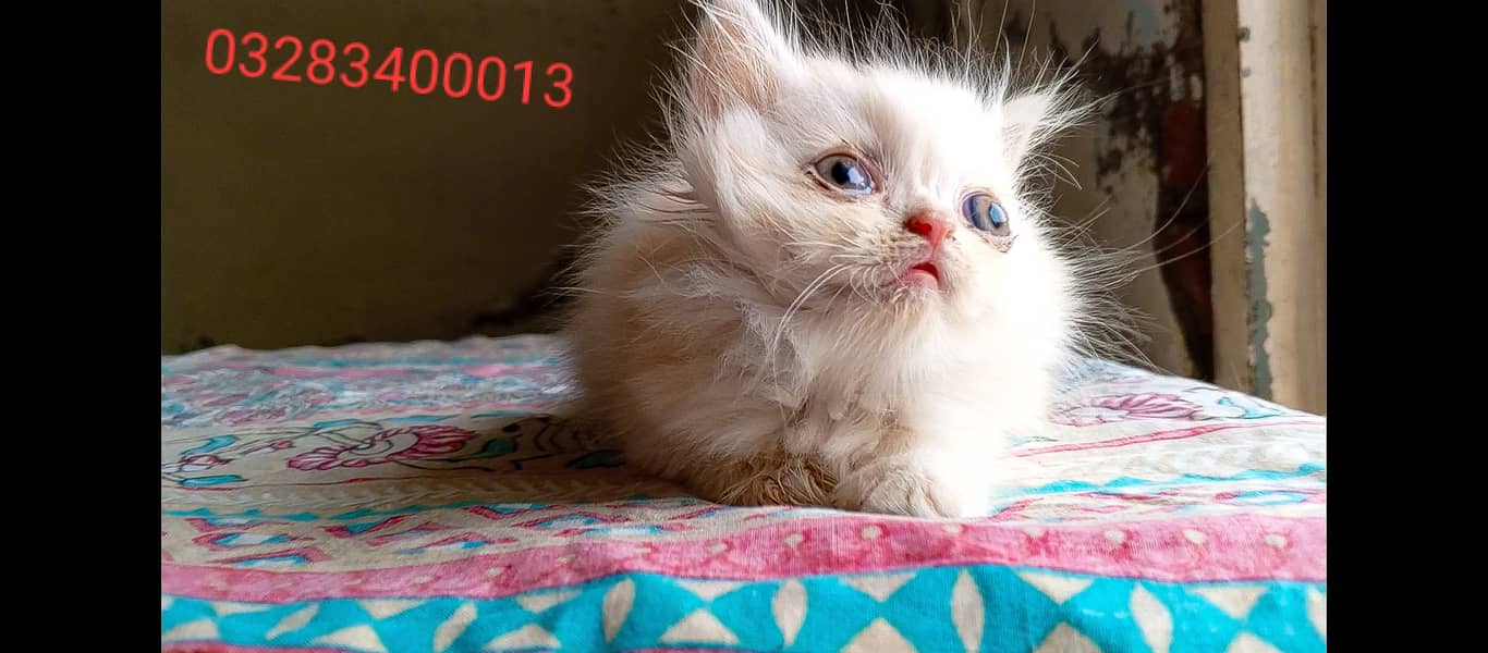 Cfa Peki bloodline punch/peki facemale/female tripple coated kittens 5