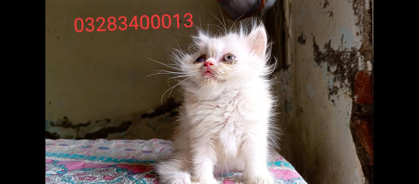 Cfa Peki bloodline punch/peki facemale/female tripple coated kittens 6