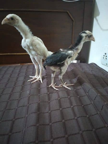 Aseel Mianwali chicks 9