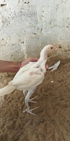 heera aseel chicks for sale 03304819375 whatsapp