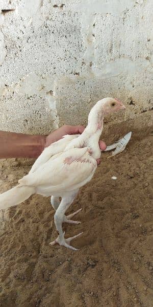 heera aseel chicks for sale 03304819375 whatsapp 0