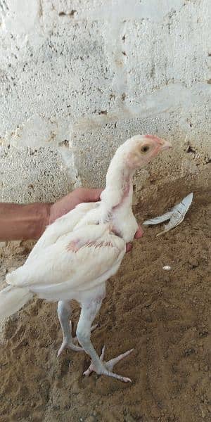 heera aseel chicks for sale 03304819375 whatsapp 1