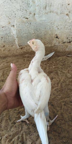 heera aseel chicks for sale 03304819375 whatsapp 3