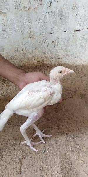 heera aseel chicks for sale 03304819375 whatsapp 4