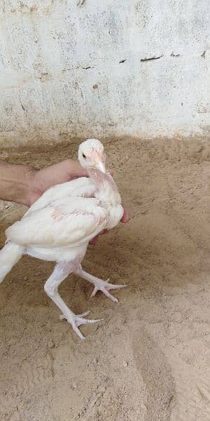 heera aseel chicks for sale 03304819375 whatsapp 5