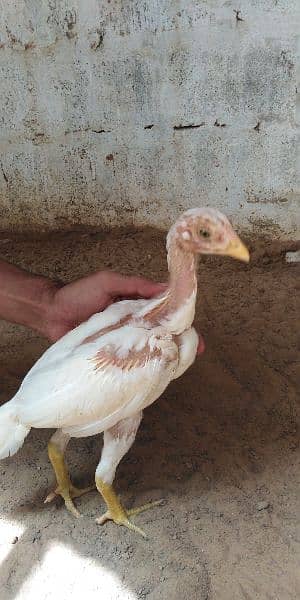 heera aseel chicks for sale 03304819375 whatsapp 7