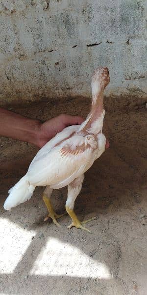 heera aseel chicks for sale 03304819375 whatsapp 8