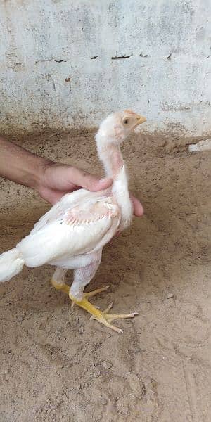 heera aseel chicks for sale 03304819375 whatsapp 12