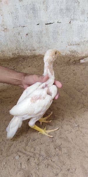 heera aseel chicks for sale 03304819375 whatsapp 13