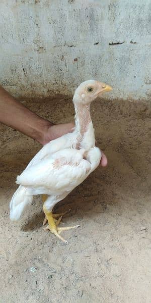 heera aseel chicks for sale 03304819375 whatsapp 14