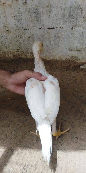 heera aseel chicks for sale 03304819375 whatsapp 15