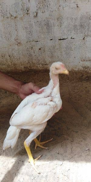 heera aseel chicks for sale 03304819375 whatsapp 16