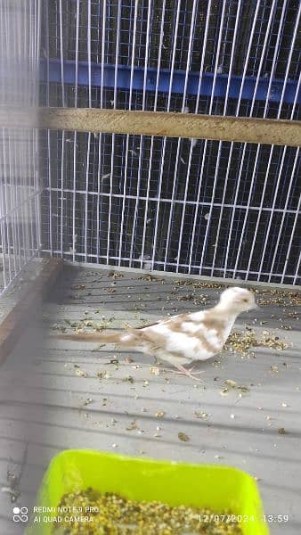 Blue Pied Breeder pair and red pied conferm split silver pied availble 0