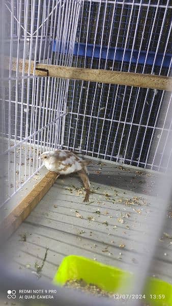 Blue Pied Breeder pair and red pied conferm split silver pied availble 1