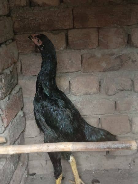 BLACK O SHAMO FEMALE 1