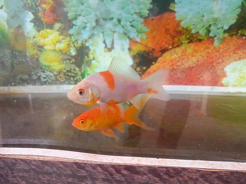 aquarium for sale in good condition 0