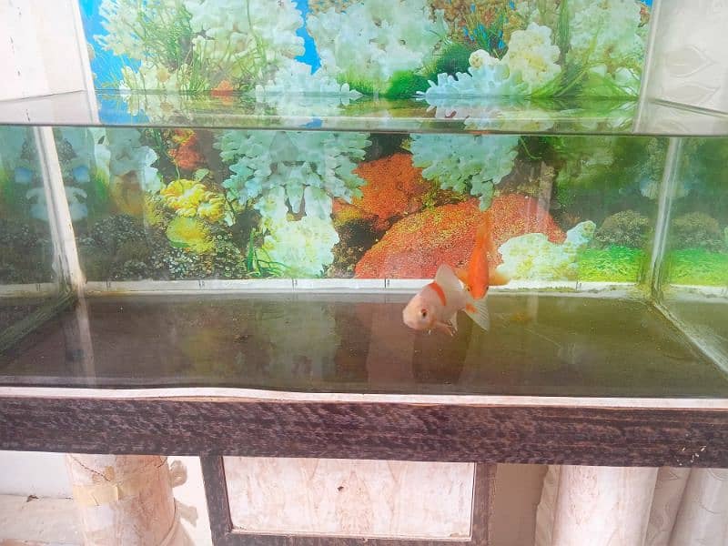 aquarium for sale in good condition 3