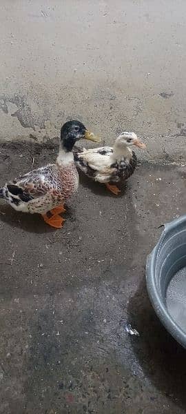 duck pair 0