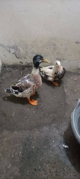 duck pair 1