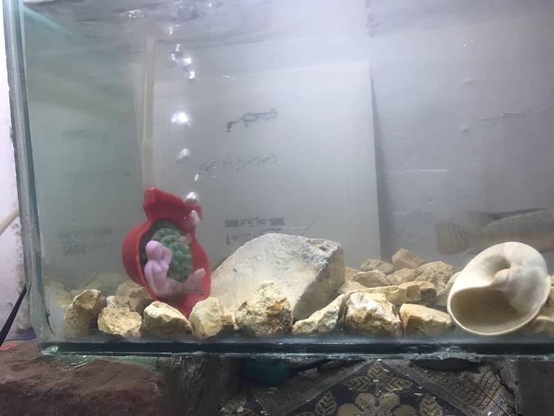 fish and  aquarium for sale 0