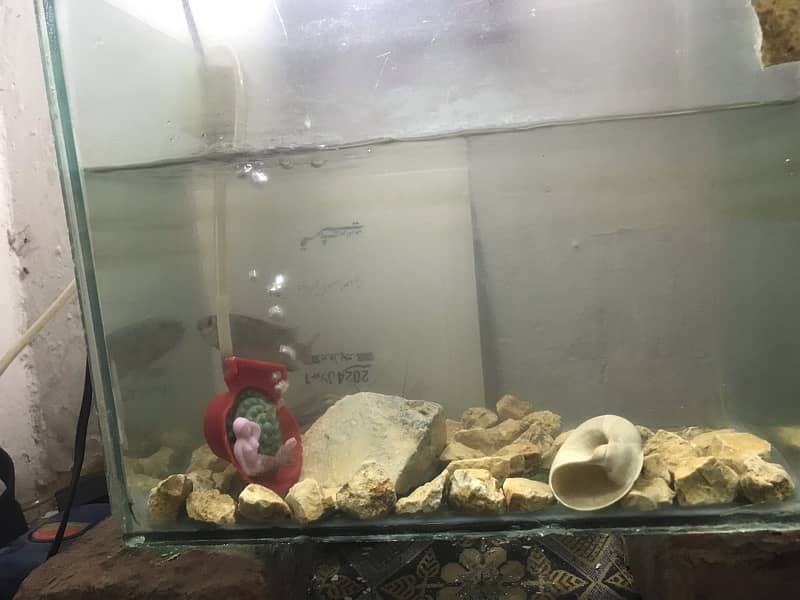 fish and  aquarium for sale 3