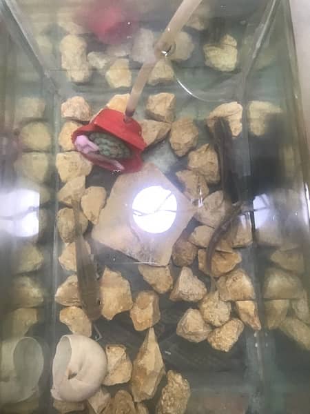 fish and  aquarium for sale 4