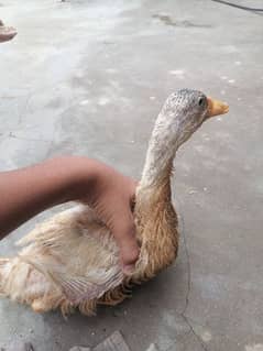very big duck