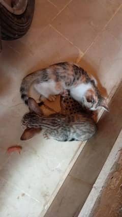 kittens for for sale Pakistani cats for 50rs