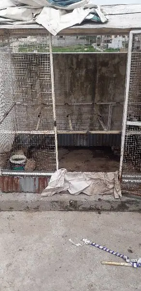 Murghio ka Pinjara for Sell