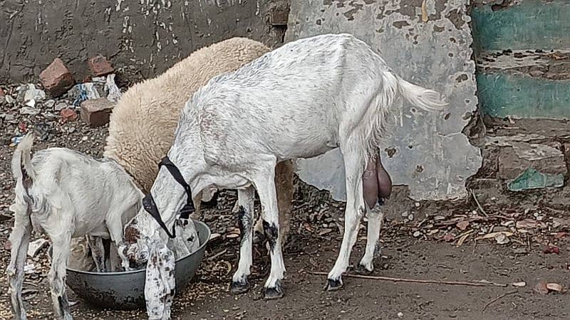 goat sheep and 1 male kid for sale 0