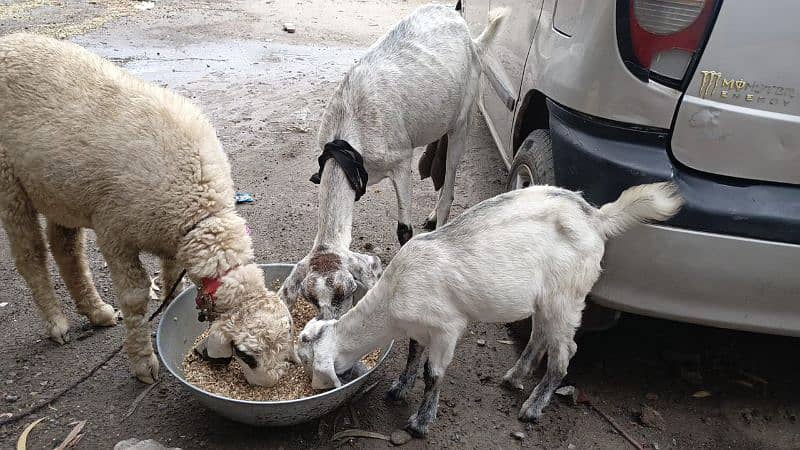 goat sheep and 1 male kid for sale 1