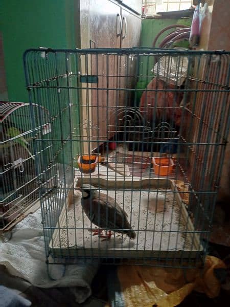 sale big size parrot cage 0