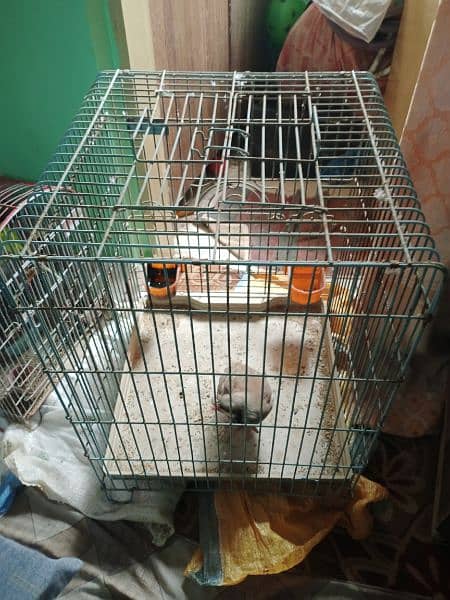 sale big size parrot cage 1