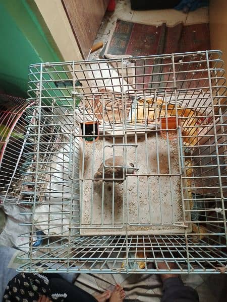 sale big size parrot cage 2