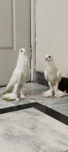 Gubbara full white pigeon
