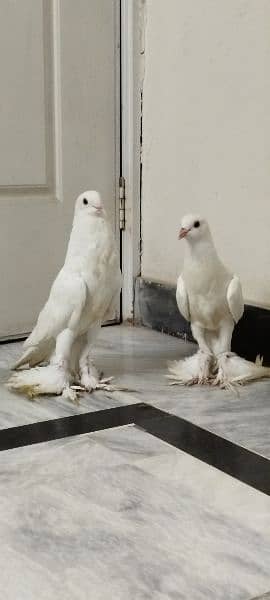 Gubbara full white pigeon 0