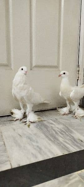 Gubbara full white pigeon 1