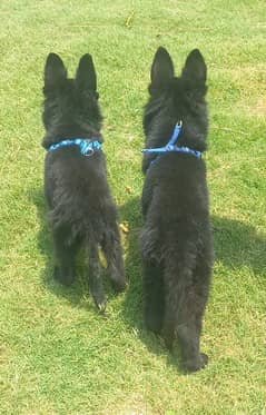 Black German shepherd puppies | German shepherd Pair For Sale