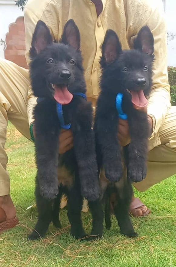 Black German shepherd puppies | German shepherd Pair For Sale 1