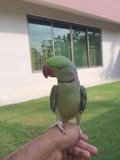 Raw Parrot Available