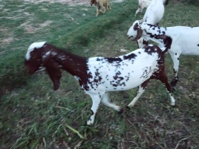 female goats 2