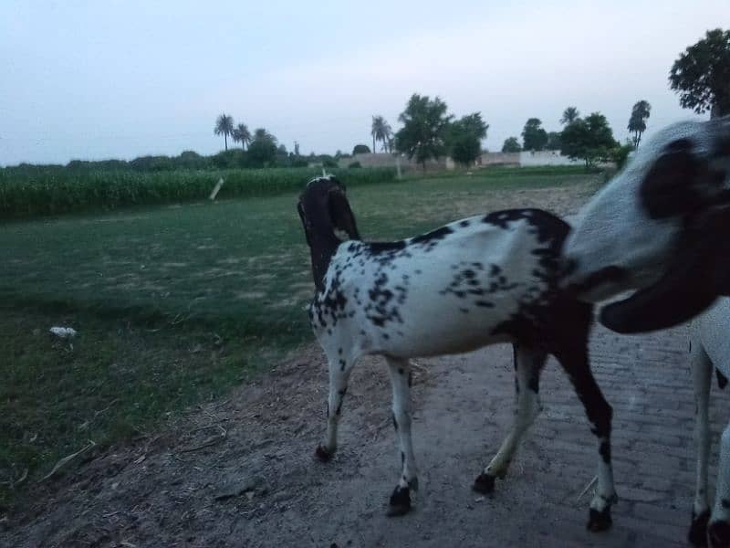 female goats 3