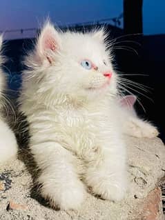 white kitten/high quality/blue eyes