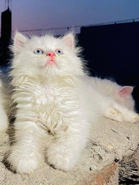 punch face kitten/white kitten 1