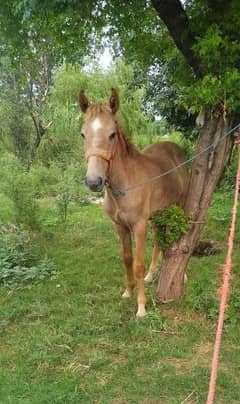 Horse baby for sale